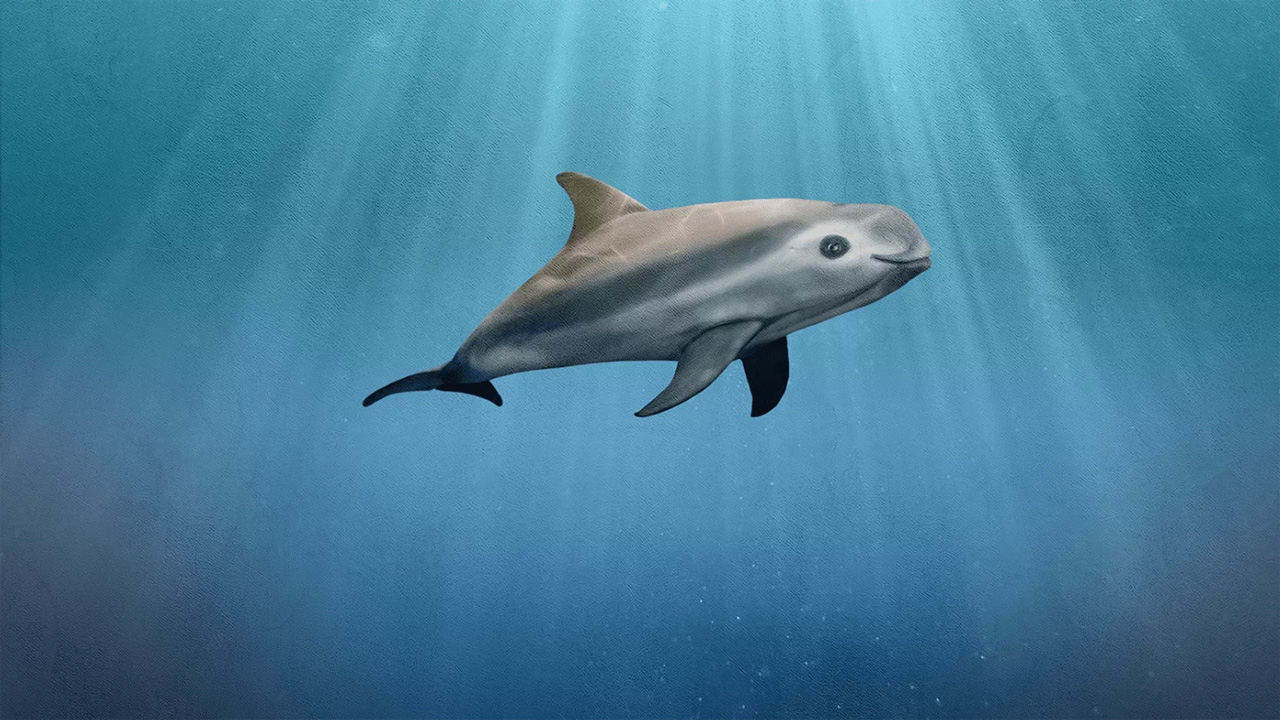 Vaquita, Mamalia Laut Paling Terancam Punah yang Kini Tinggal di Ambang Kepunahan