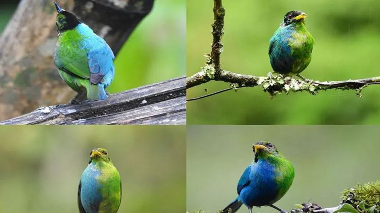 Burung Langka Setengah Jantan-Setengah Betina Ditemukan di Kolombia, Menggemparkan Dunia Ornitologi