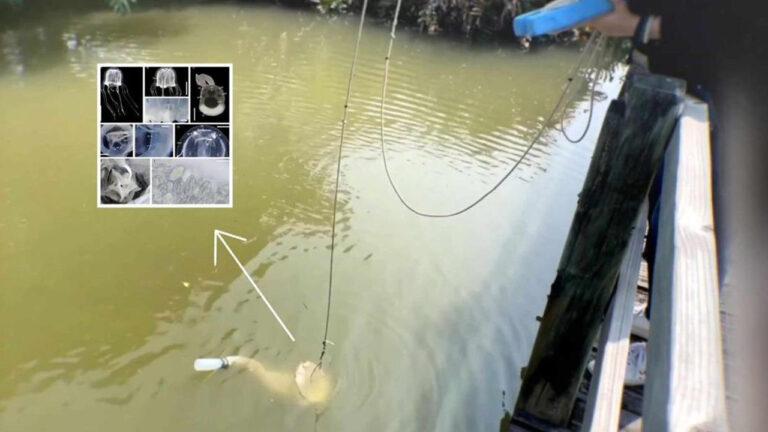 Geger! Penemuan Ubur-Ubur Bermata 24 di Kolam Hong Kong