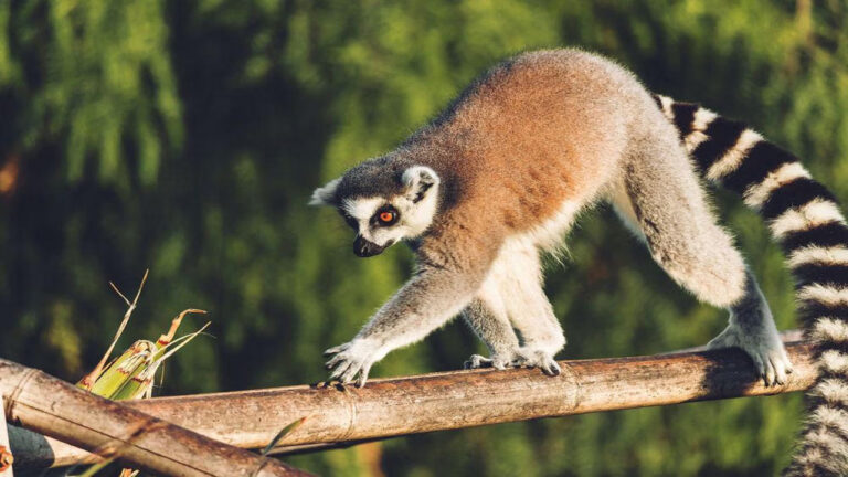 Hanya 100 Ekor Lemur Bambu Madagaskar yang Tersisa di Dunia, Menurut University of Wisconsin