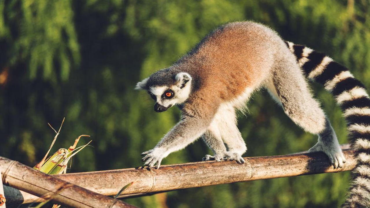Hanya 100 Ekor Lemur Bambu Madagaskar yang Tersisa di Dunia, Menurut University of Wisconsin