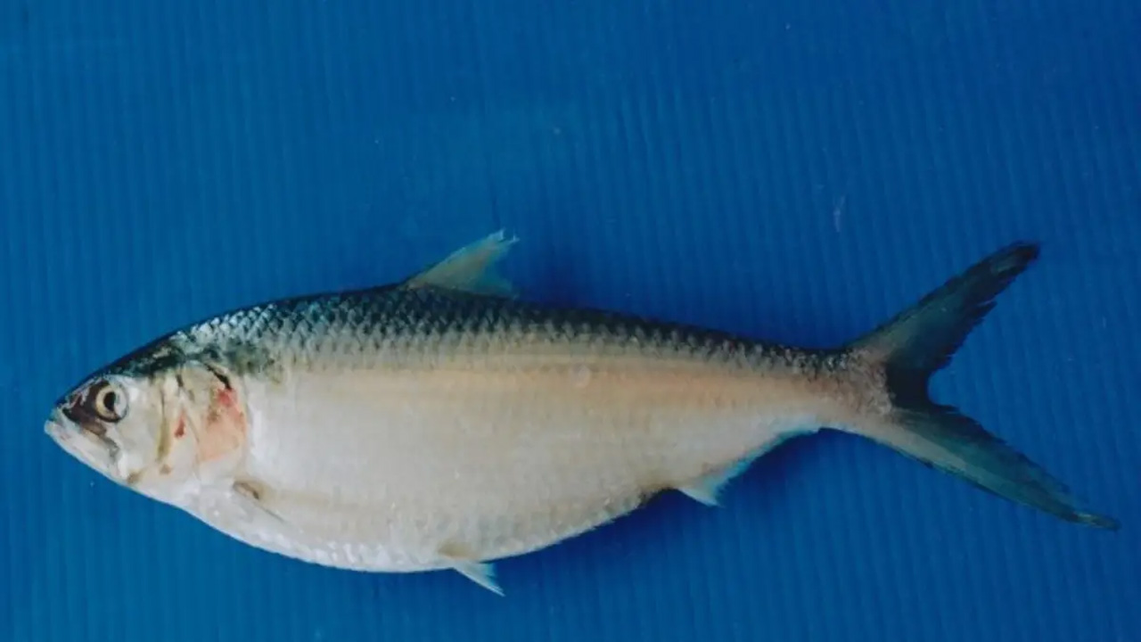 Ikan Terubuk, Spesies Bernilai Tinggi yang Kini Terancam Punah