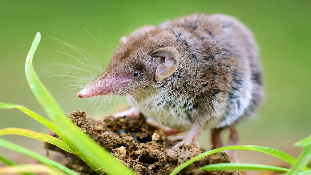 Jejak Kepunahan Global: Spesies yang Hilang Sepanjang 2025 dan Ancaman Serius Menuju 2026