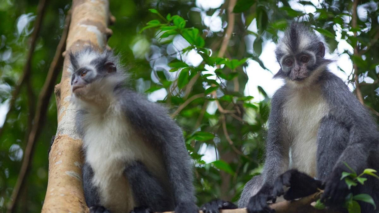 Kedih, Primata Langka yang Terancam Punah