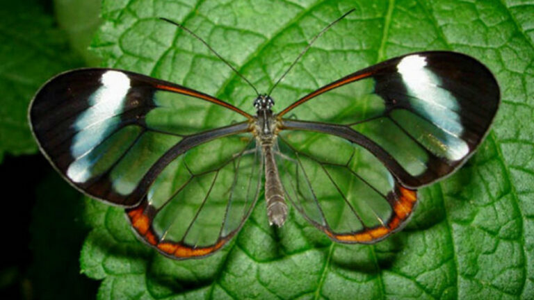 Kupu-Kupu Sayap Kaca, Spesies Langka dengan Transparansi Alami di Amerika