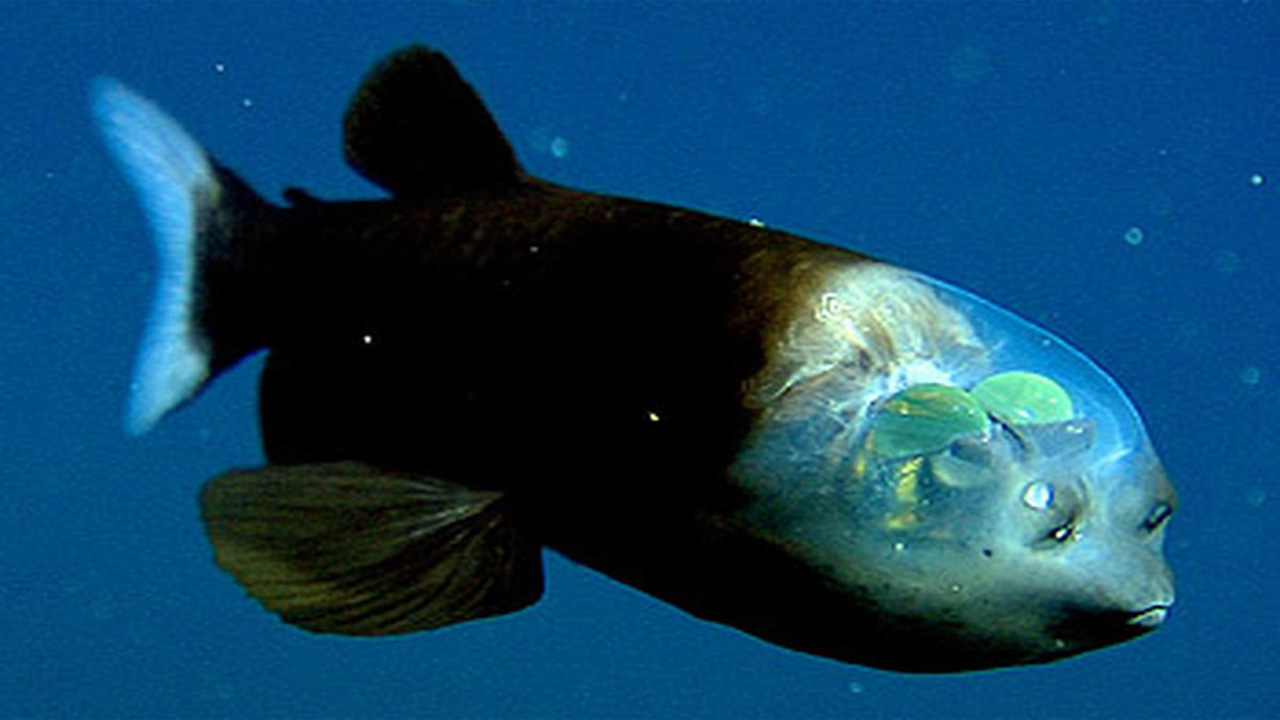 Mengenal Ikan Barreleye, Predator Laut Dalam dengan Mata Tabung yang Menakjubkan