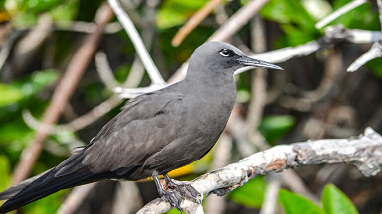Merpati Galápagos, Burung Endemik dengan Penampilan Mencolok dari Kepulauan Pasifik