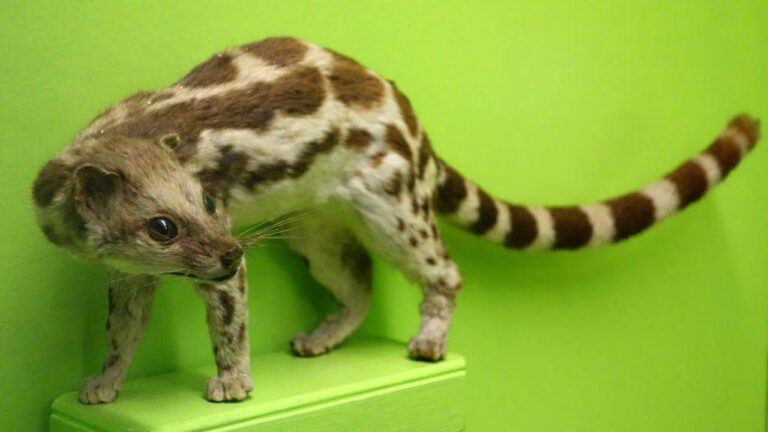 Musang Congkok, Spesies Langka yang Kian Terdesak di Alam Liar