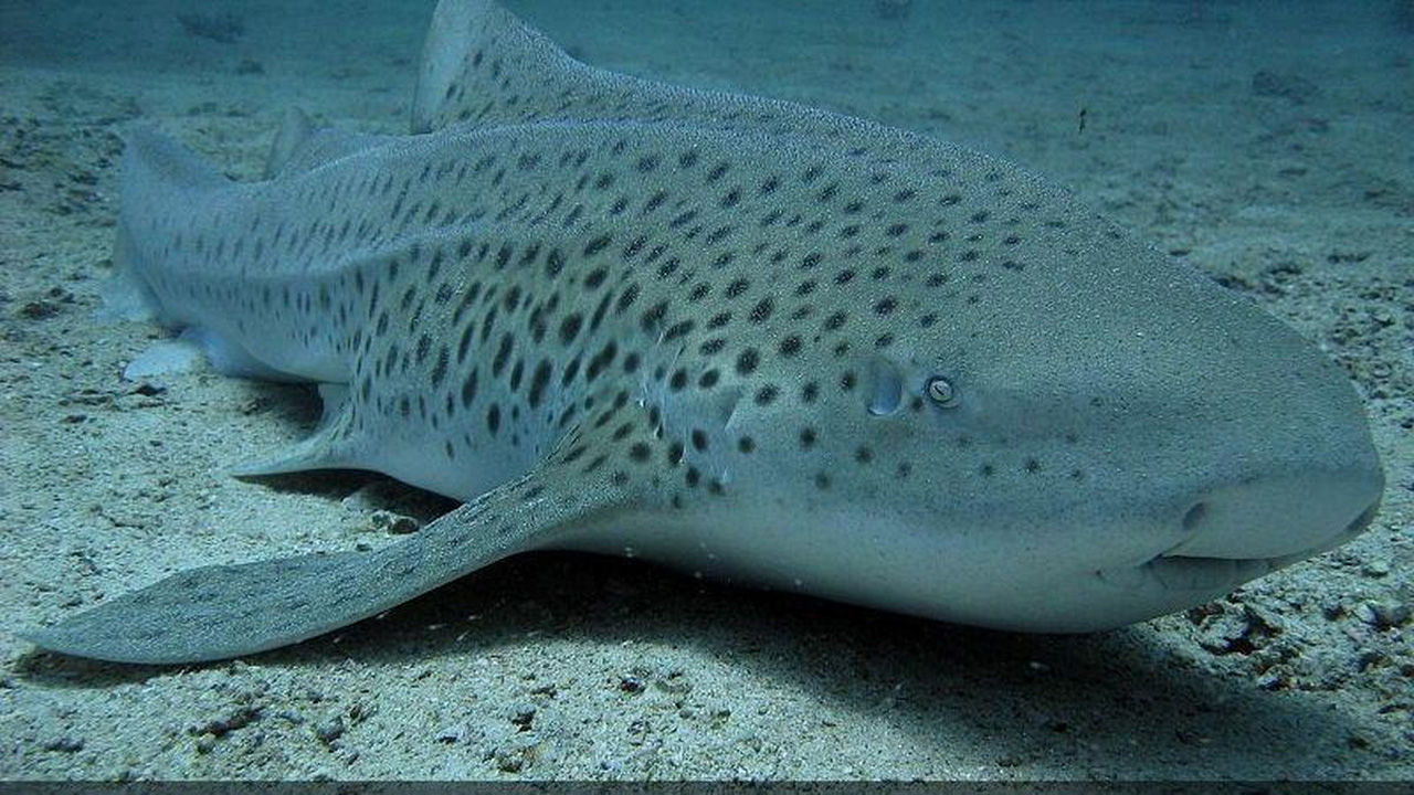 Pelepasan Hiu Macan Tutul di Laut Thailand, Ada Juga di Maratua