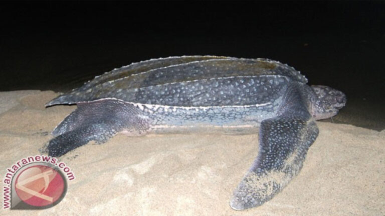 Penyu Belimbing: Penjelajah Lautan yang Terancam Punah