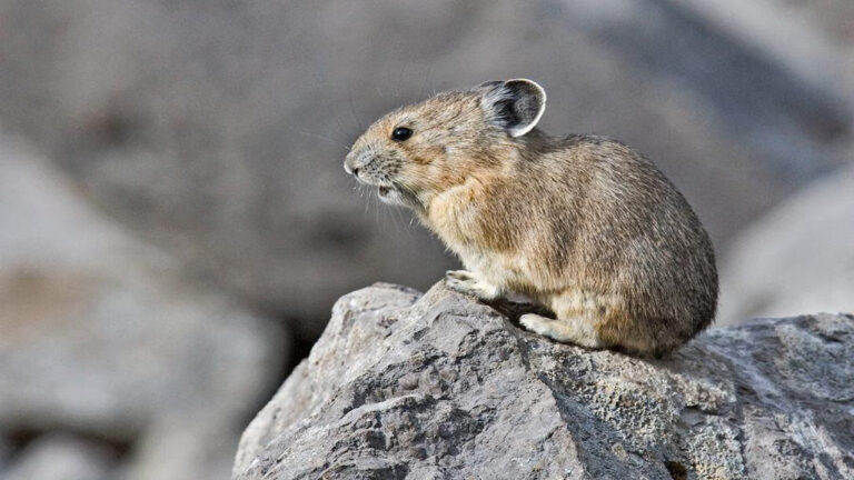 Pika, Mamalia Mirip Tikus yang Tinggal di Pegunungan, Terancam Punah