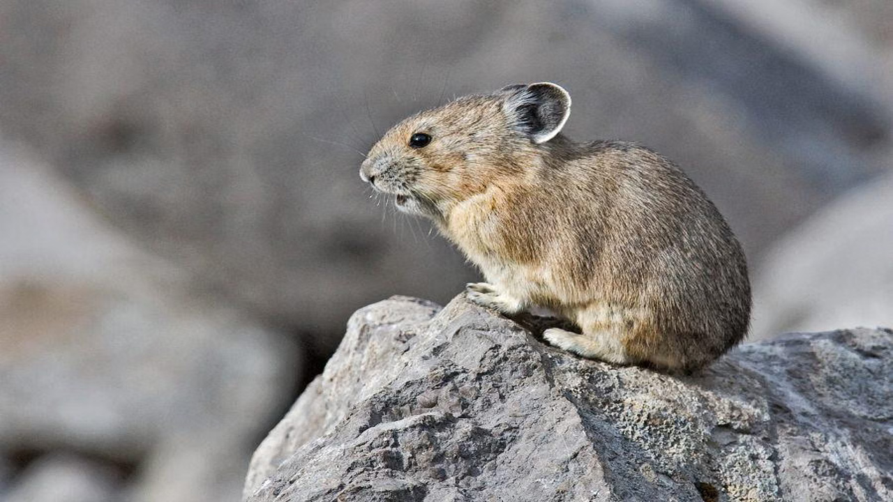 Pika, Mamalia Mirip Tikus yang Tinggal di Pegunungan, Terancam Punah