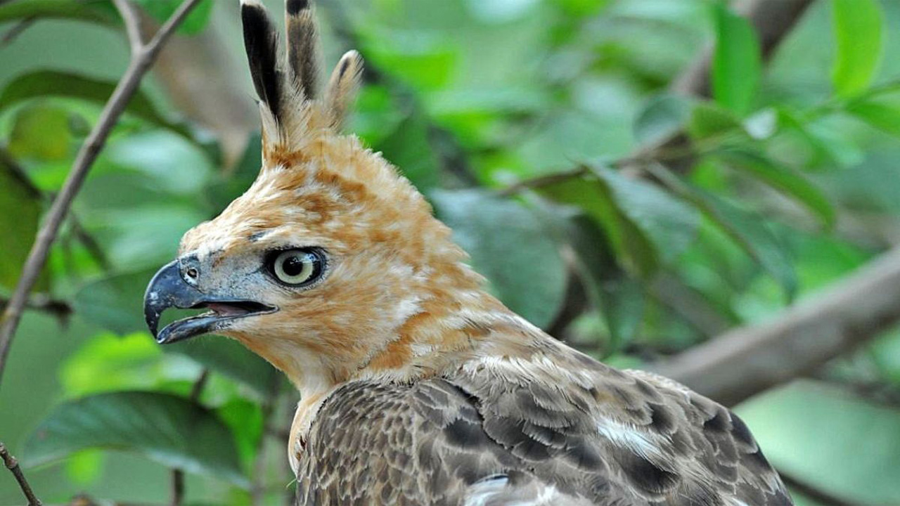 Populasi Elang Jawa Terancam Punah, Konservasi dan Perluasan Habitat Diperlukan