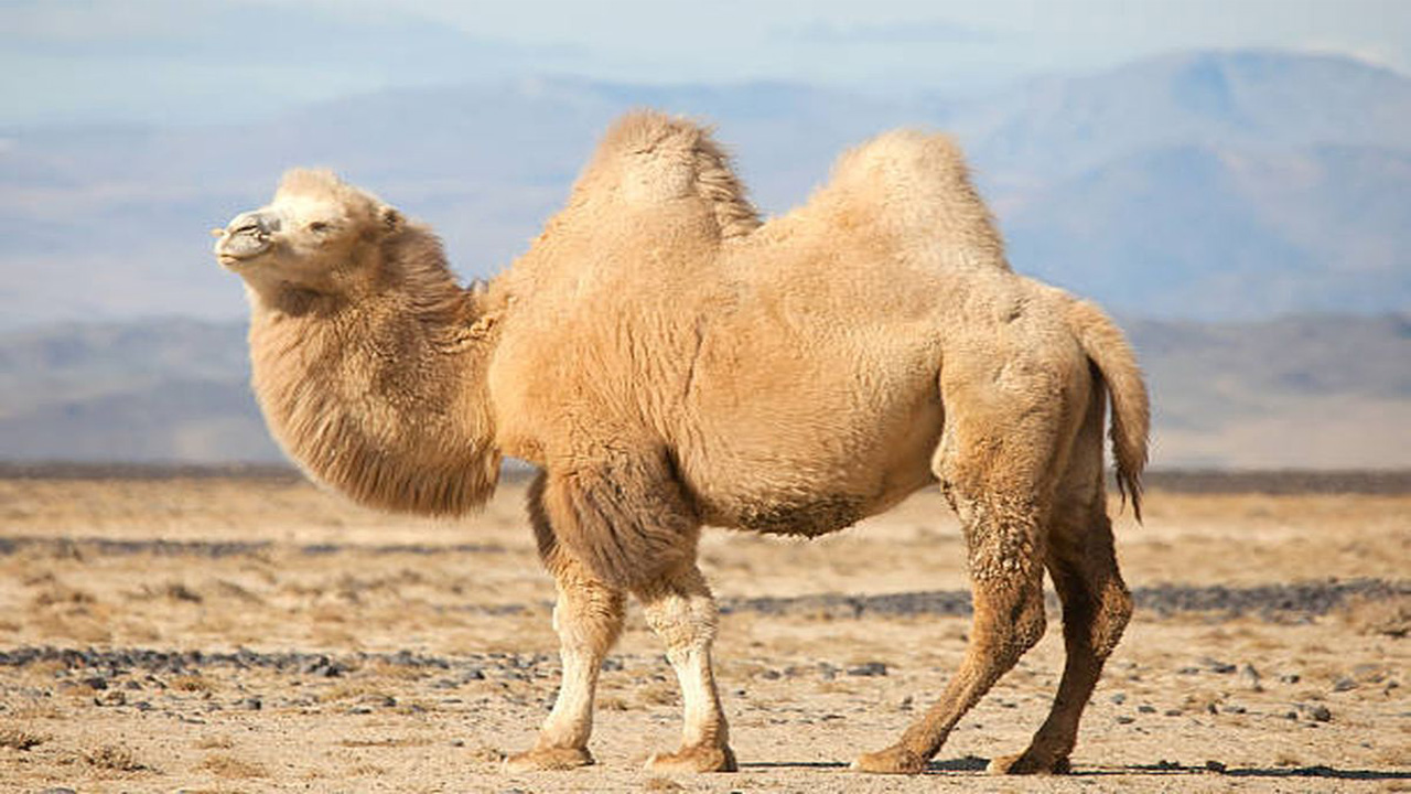 Unta Liar Mampu Minum Air Lebih Asin dari Laut, Ini Alasannya