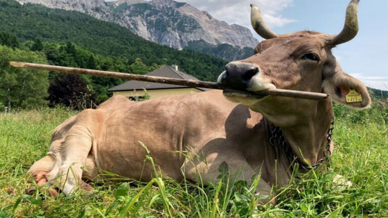 Veronika, Sapi yang Menggunakan Alat: Menantang Pemahaman Tentang Kecerdasan Hewan