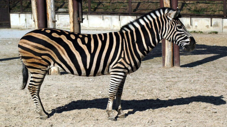 5 Hewan dengan Tendangan Paling Kuat yang Dapat Membuat Predator Ketakutan