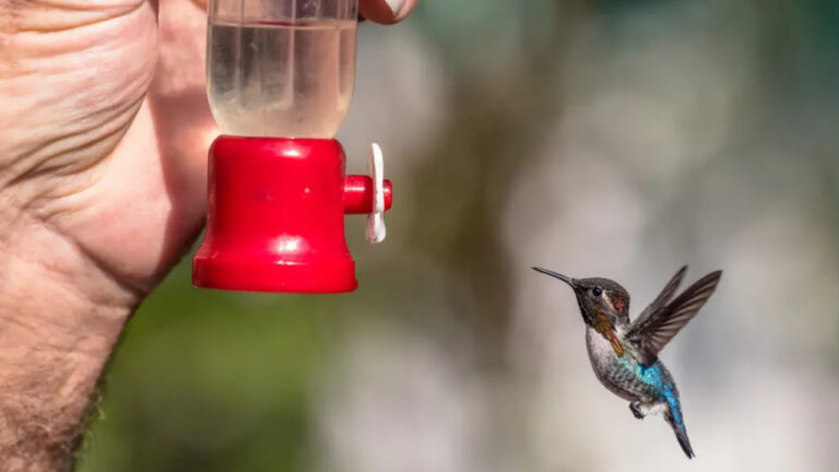 Bee Hummingbird, Kolibri Mungil yang Menyandang Gelar Burung Terkecil di Dunia
