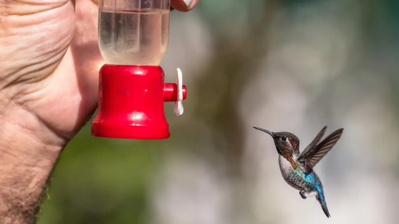 Bee Hummingbird, Kolibri Mungil yang Menyandang Gelar Burung Terkecil di Dunia