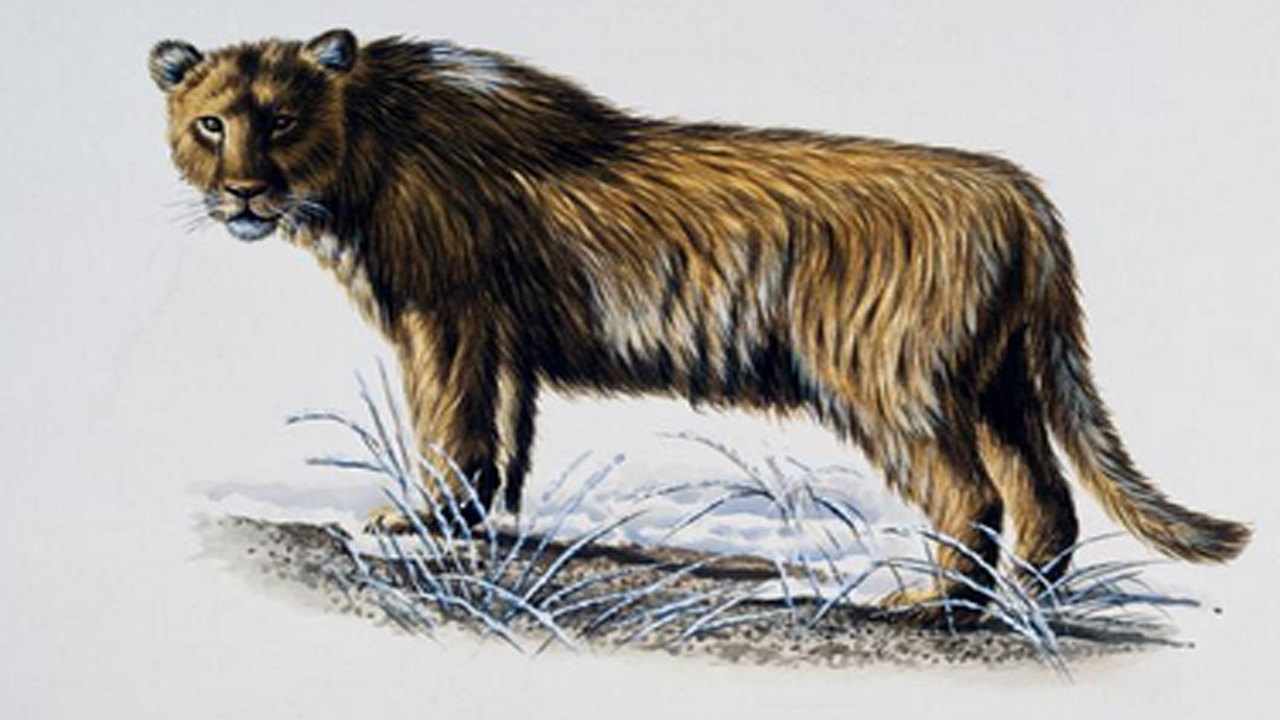 Bukan Harimau, Jepang Zaman Es Ternyata Dihuni Singa Gua Purba