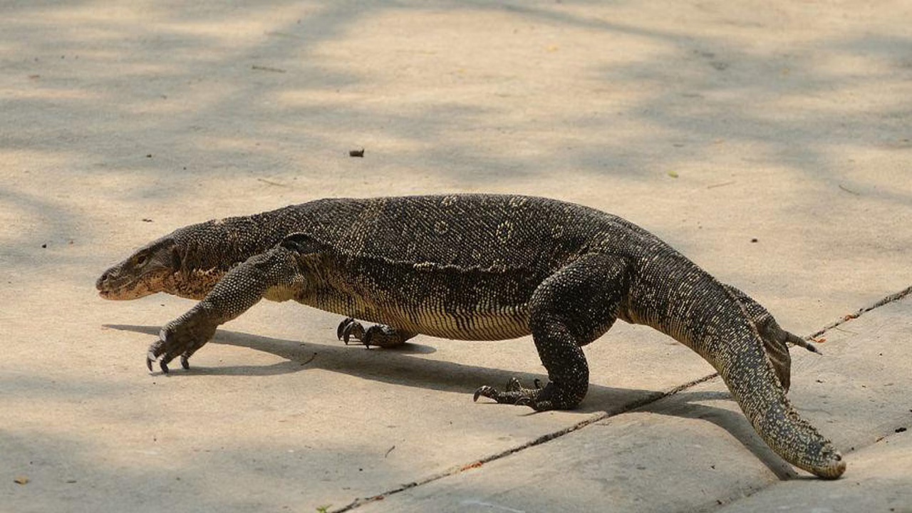 Enam Hewan Liar yang Kerap Muncul di Perkotaan, Waspada Jika Berjumpa