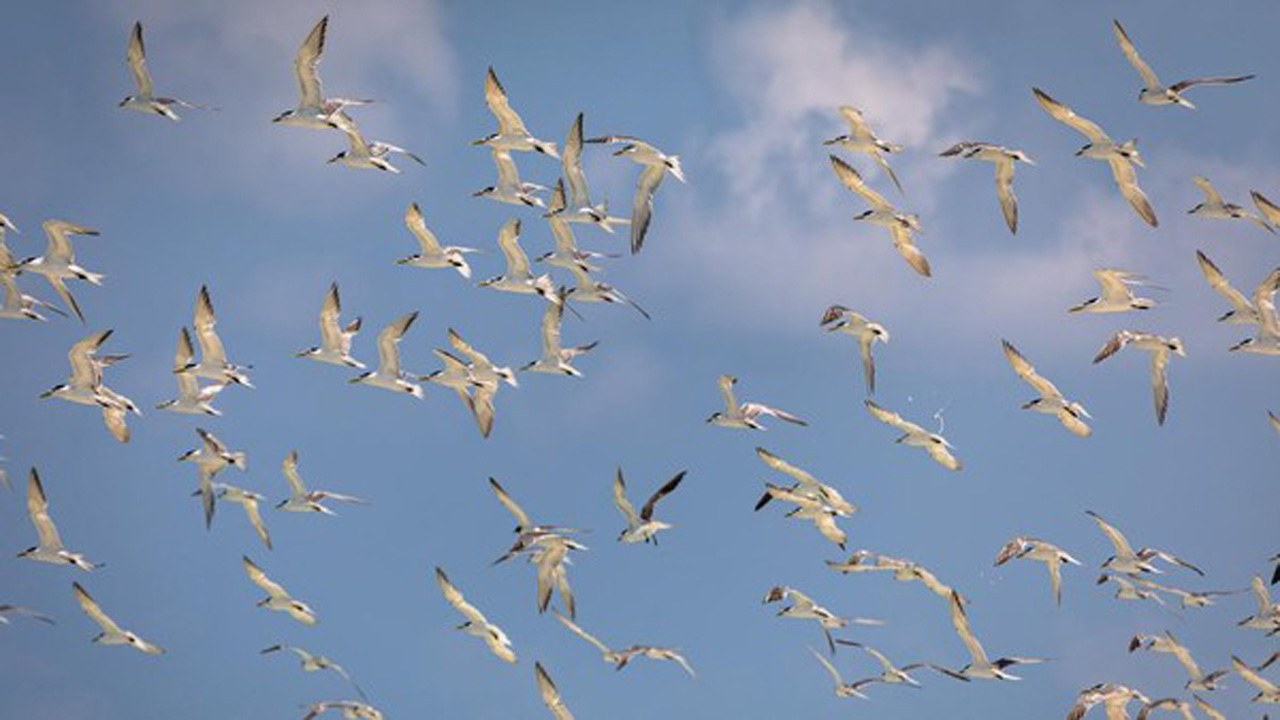 Rahasia Kejayaan Kerajaan Chincha: Peran Kotoran Burung Laut dalam Pertanian