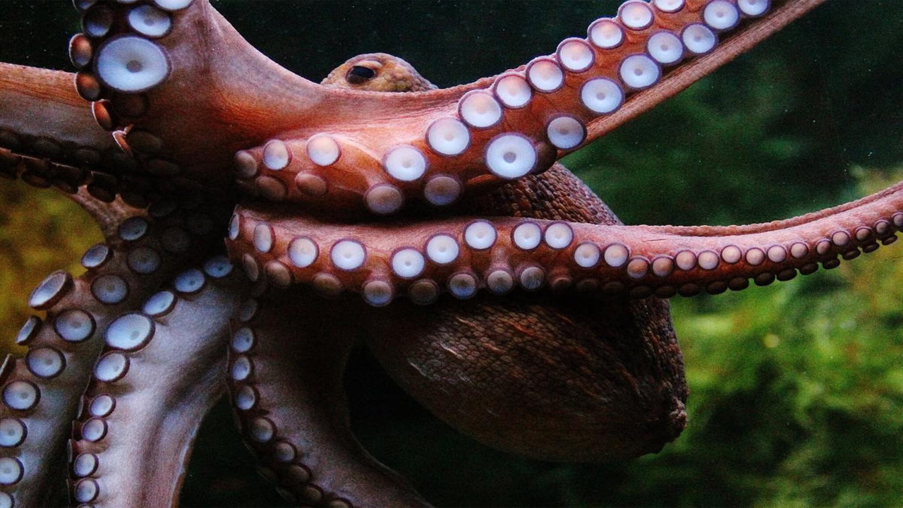 4 Fakta Ilmiah Tentakel Gurita: Lebih dari Sekadar Alat Gerak