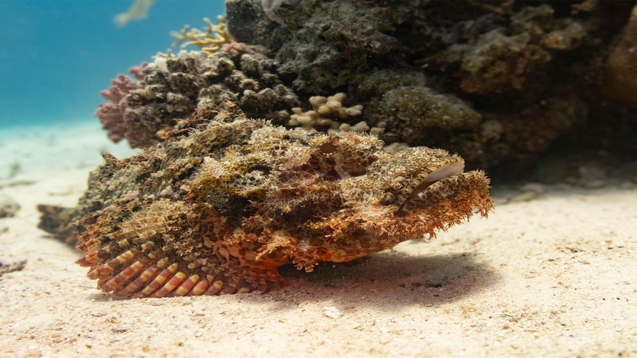 5 Fakta Menarik Ikan Batu, Spesies Laut Paling Beracun yang Jarang Diketahui