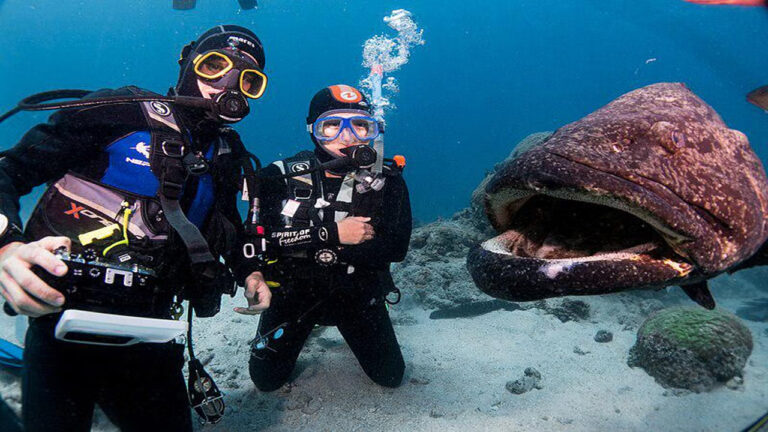5 Fakta Menarik tentang Ikan Potato Grouper, Raksasa Laut yang Suka Menyapa Penyelam