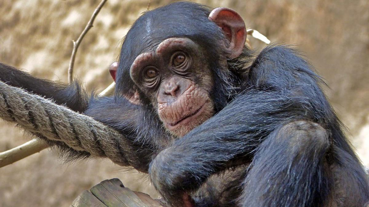 9 Hewan dengan Perilaku Mirip Manusia, dari Empati hingga Ikatan Sosial