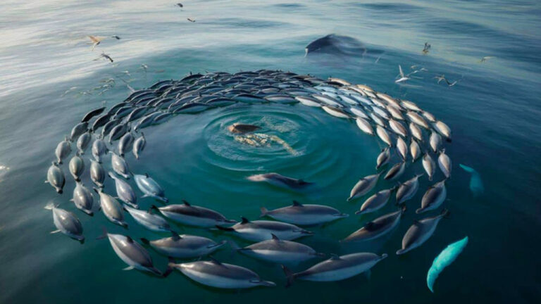Fenomena Unik Lumba-Lumba Membentuk Lingkaran di Laut Menarik Perhatian Ilmuwan