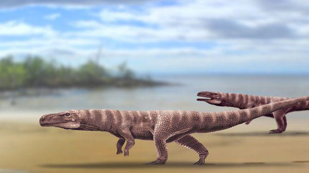 Fosil Baru Ungkap Nenek Moyang Buaya yang Awalnya Berkaki Empat Lalu Berjalan dengan Dua Kaki