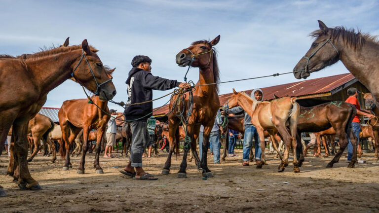 Hewan Ini Bisa Mencium Ketakutan Manusia Hanya dari Keringat, Bagaimana Caranya?