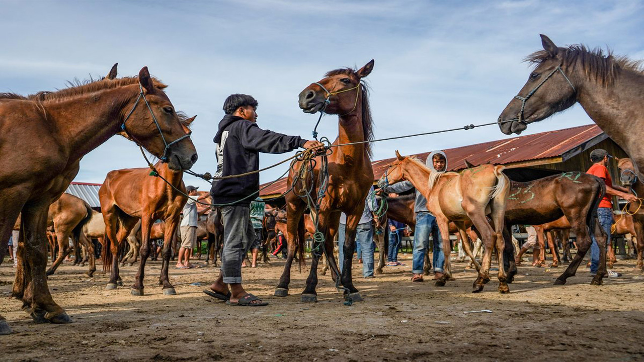 Hewan Ini Bisa Mencium Ketakutan Manusia Hanya dari Keringat, Bagaimana Caranya?