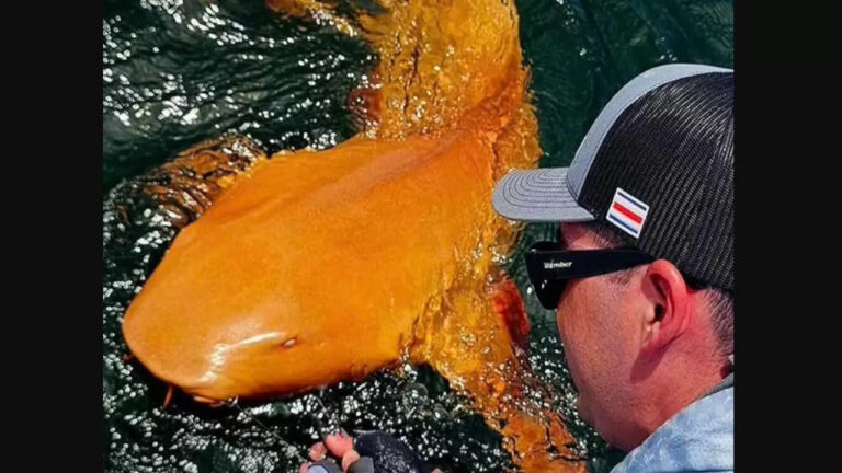 Hiu Berwarna Emas Ditemukan di Kosta Rika, Diduga Akibat Kelainan Genetik Langka