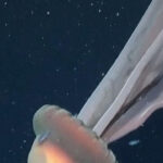 Penampakan Ubur-ubur Hantu Raksasa Terekam Ilmuwan di Laut Dalam Argentina