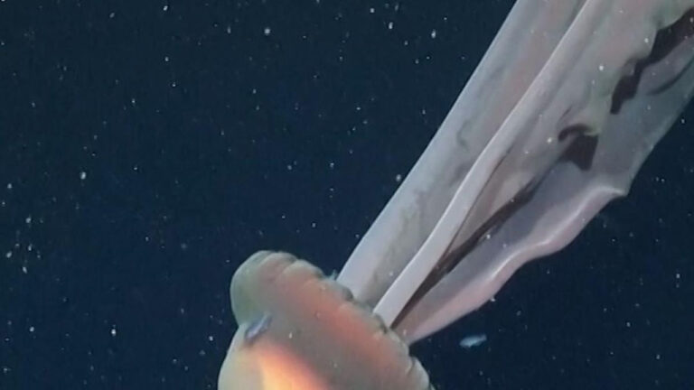 Penampakan Ubur-ubur Hantu Raksasa Terekam Ilmuwan di Laut Dalam Argentina