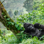 Ancaman terhadap Habitat Gorila Gunung di Afrika Tengah dan Upaya Konservasi yang Membawa Harapan