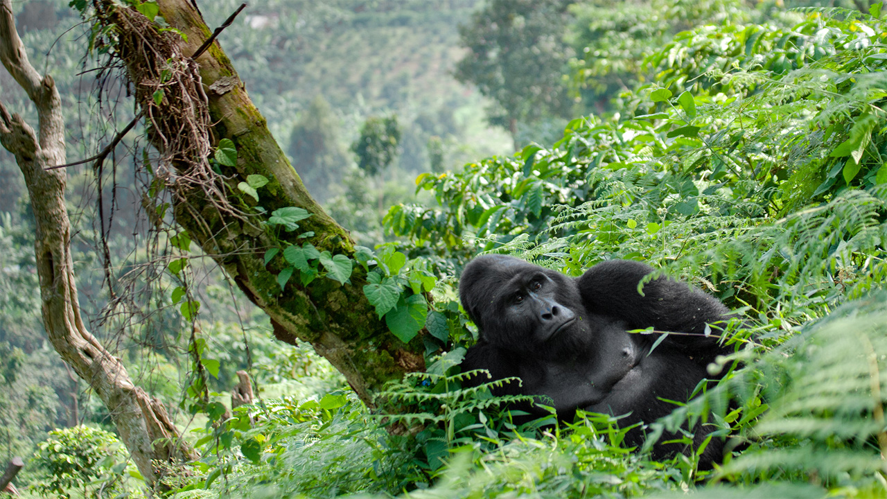 Ancaman terhadap Habitat Gorila Gunung di Afrika Tengah dan Upaya Konservasi yang Membawa Harapan