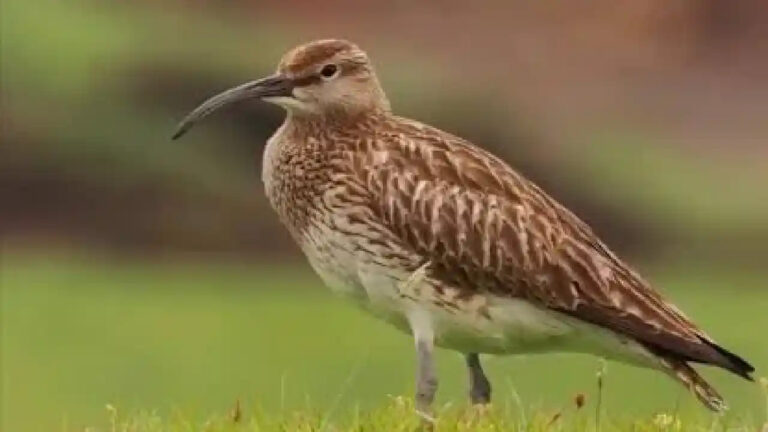 Gajahan Timur, Burung Migran Langka yang Sesekali Singgah di Pesisir Indonesia