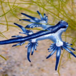 Glaucus Atlanticus, “Naga Biru” Lautan yang Mengapung Terbalik dan Menyimpan Racun Mematikan