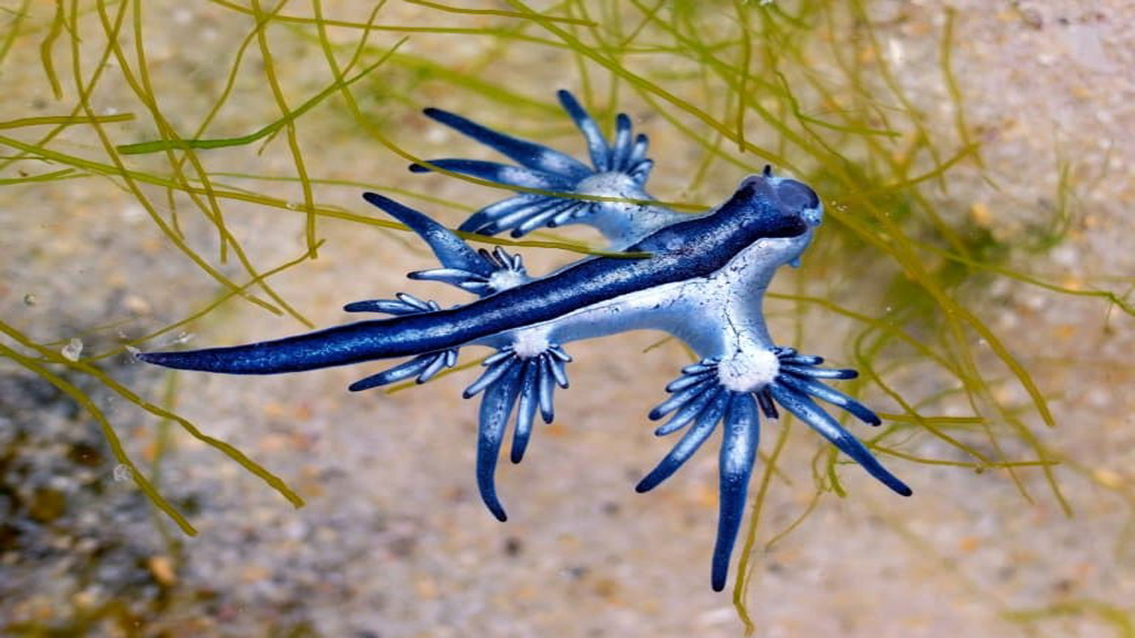 Glaucus Atlanticus, “Naga Biru” Lautan yang Mengapung Terbalik dan Menyimpan Racun Mematikan