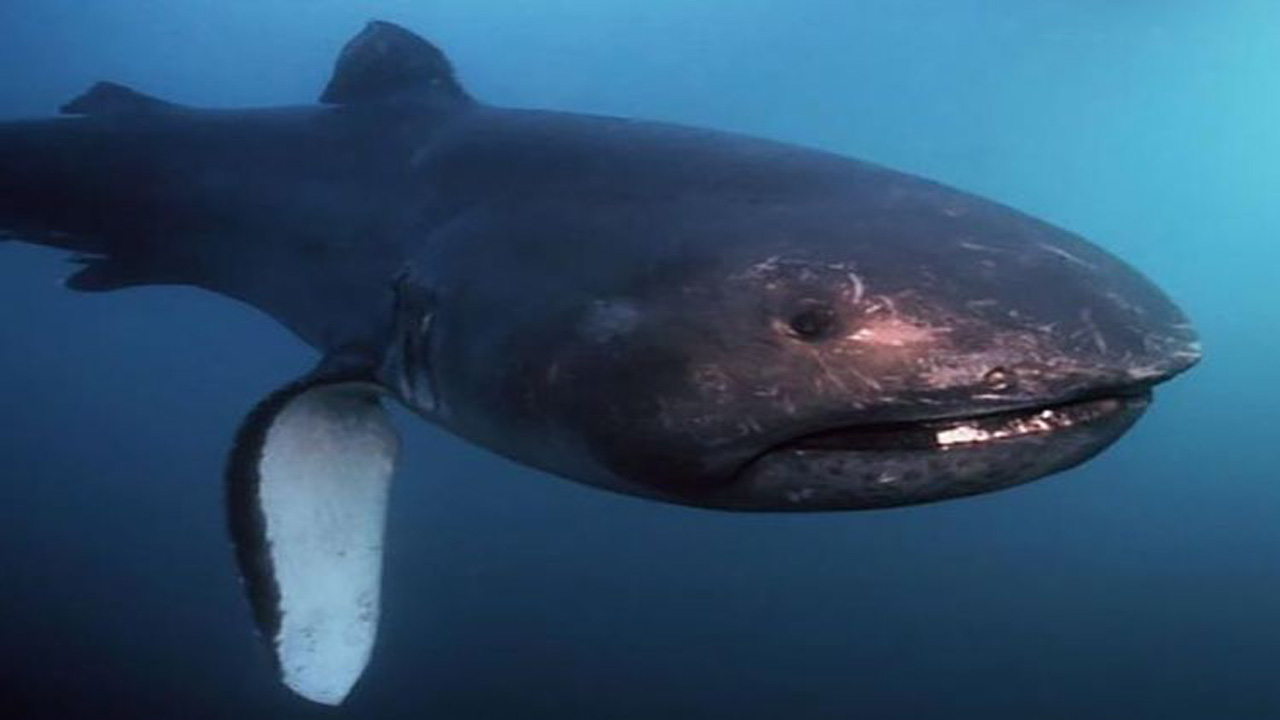 Hiu Megamouth: Spesies Hiu Langka yang Jarang Terlihat di Laut Dalam