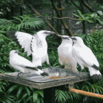 Jalak Bali yang Terancam Punah: Keindahan Eksotis dengan Populasi yang Kian Menyusut