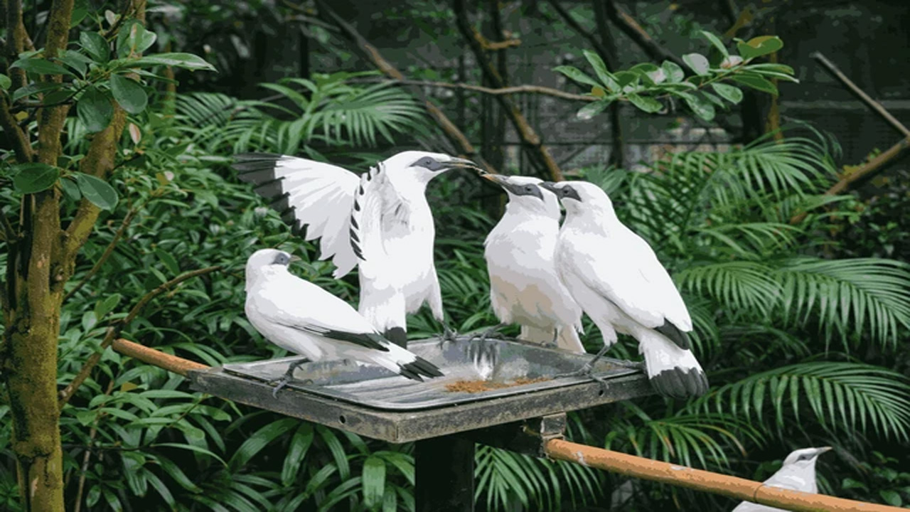 Jalak Bali yang Terancam Punah: Keindahan Eksotis dengan Populasi yang Kian Menyusut