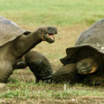 Kura-Kura Pulau Fernandina: Ditemukan Kembali Setelah Dinyatakan Punah