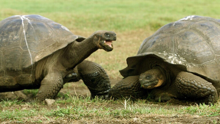 Kura-Kura Pulau Fernandina: Ditemukan Kembali Setelah Dinyatakan Punah