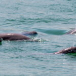 Lumba-Lumba Sungai Yangtze di Ambang Kepunahan: Ancaman Nyata dari Pencemaran dan Aktivitas Manusia