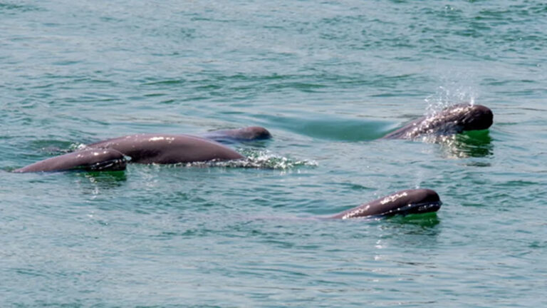 Lumba-Lumba Sungai Yangtze di Ambang Kepunahan: Ancaman Nyata dari Pencemaran dan Aktivitas Manusia