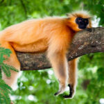 Lutung Emas (Trachypithecus geei): Primata Langka dari Bhutan yang Terancam Punah