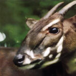 Saola, “Unicorn Asia” yang Misterius dan Hampir Tak Pernah Terlihat